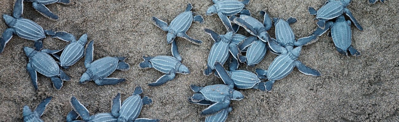 Many Grey Turtles On Land